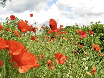 Close-up of red poppy flowers in field