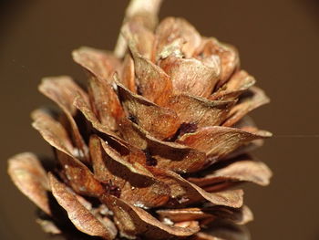 Close-up of flower against blurred background