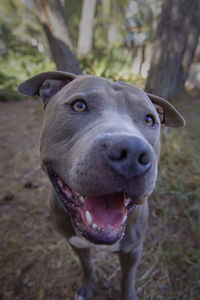 Close-up portrait of dog on field