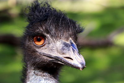 Close-up of a bird looking away