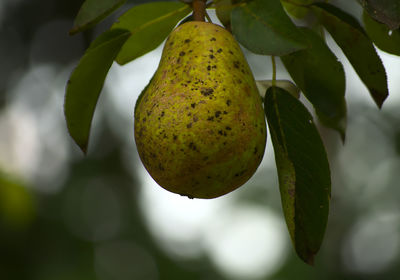 Close-up of fruits growing on tree