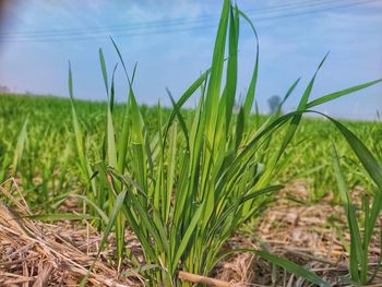 Close-up of crops growing on field against sky