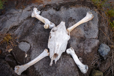 High angle view of animal skull on field