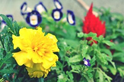 Close-up of yellow flower