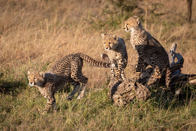 Family of cheetah relaxing on field