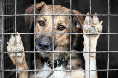 Dog in animal shelter waiting for adoption. portrait of homeless dog in animal shelter cage