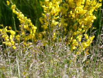 Close-up of yellow flowering plants on field