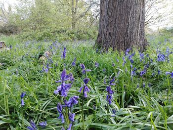 Purple crocus flowers growing in field