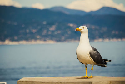 Close-up of seagull perching on wood against sea