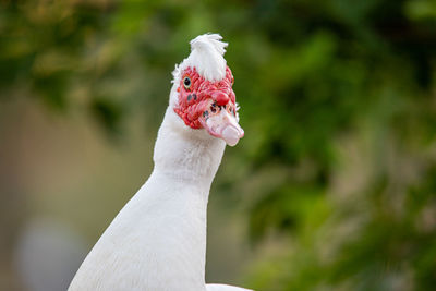 Close-up of a bird against blurred background