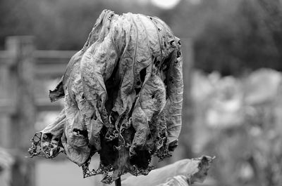 Close-up of wilted flower