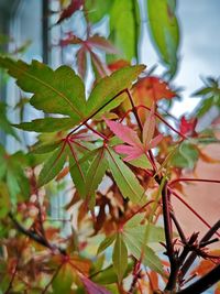 Close-up of maple leaves on potted plant