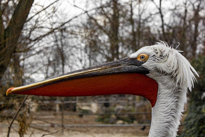 Close-up of a bird