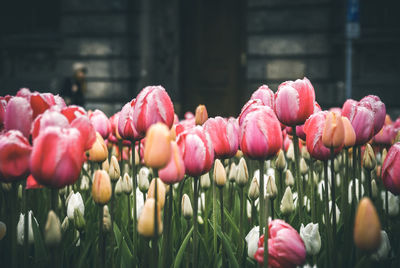 Close-up of pink tulips in field