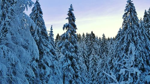 Panoramic view of trees against sky