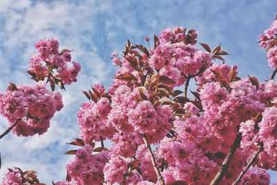 Close-up of pink cherry blossom tree