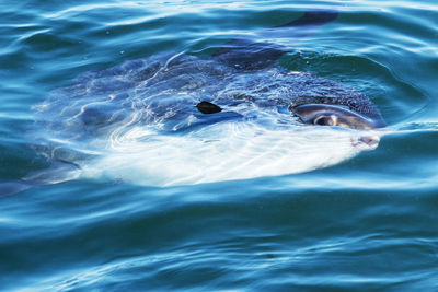A sunfish is swimming in the atlantic ocean off of the coast of maine on summer afternoon.