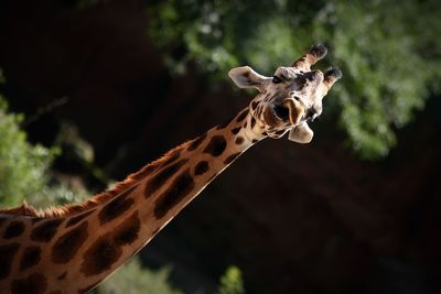 Close-up of giraffe
