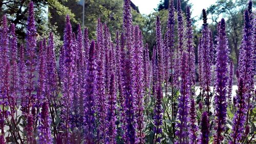 Close-up of lavender hanging on tree