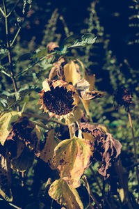 Close-up of flowers