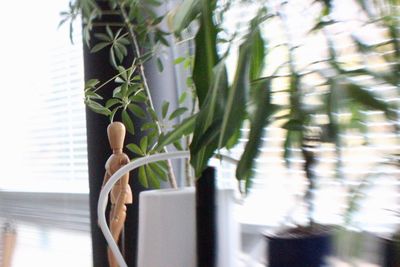 Close-up of potted plant