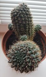 Close-up of cactus in pot