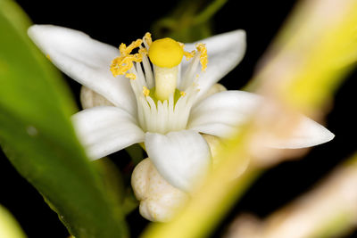 Close-up of white flowering plant