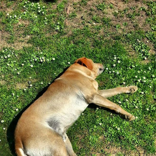 animal themes, domestic animals, mammal, one animal, grass, pets, field, grassy, green color, relaxation, brown, dog, growth, animal head, no people, nature, resting, lying down, day, outdoors