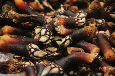 Close-up of crab on ground