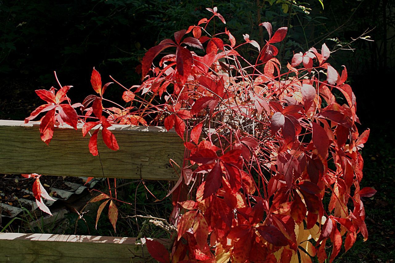 Autumn in the country