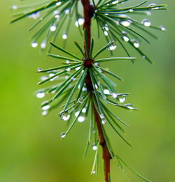 Close-up of water drops on leaf