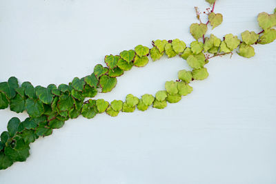 Close-up of ivy growing on wall