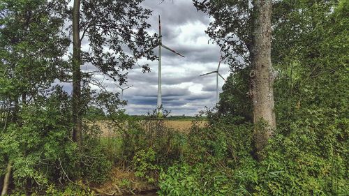 Trees on field against sky