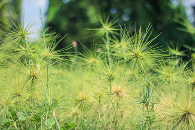 Close-up of dandelion against plants
