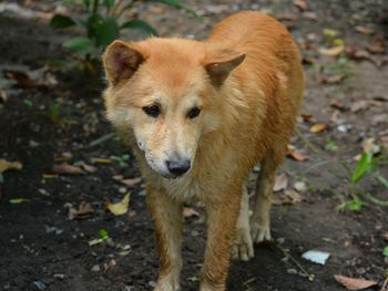Portrait of dog on field