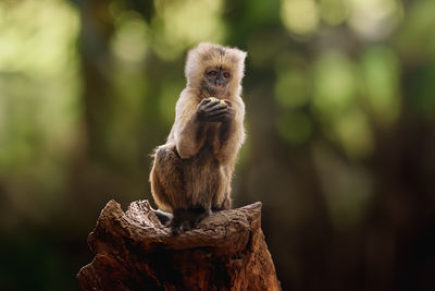 Close-up of monkey on rock