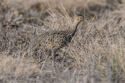 Close-up of bird on field