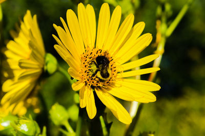 Close-up of insect on yellow flower