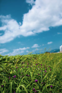 Plants growing on field against sky