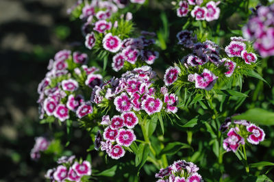 Close-up of pink flowering plants