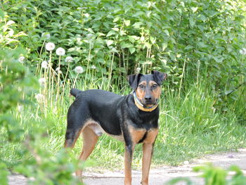 Portrait of dog standing in grass