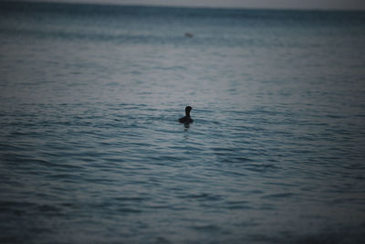 Swan swimming in lake