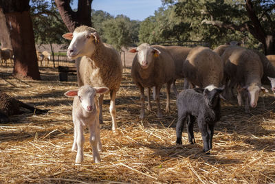 Sheep in a field