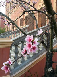 Close-up of pink flowers on railing