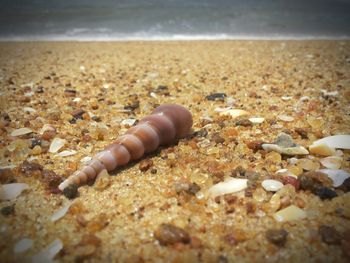 Surface level of pebbles on beach