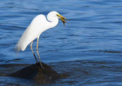 Bird perching on water