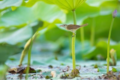 Close-up of a bird