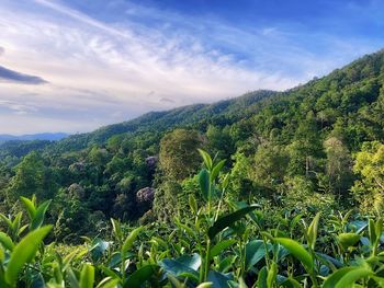 Plants growing on land against sky