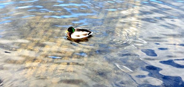 High angle view of duck swimming in lake