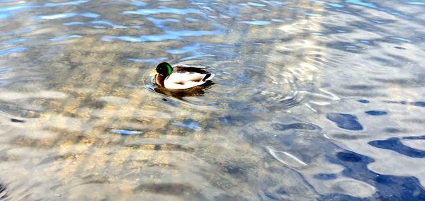 High angle view of duck swimming in lake